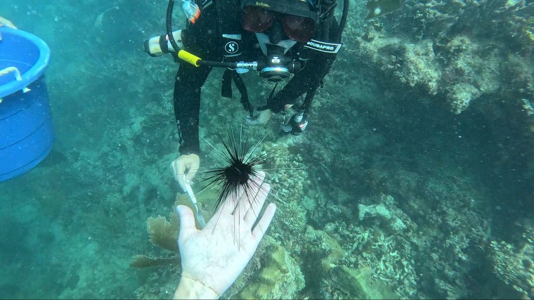 Journalist Maura Barrett helps researchers place giant urchins in reefs.