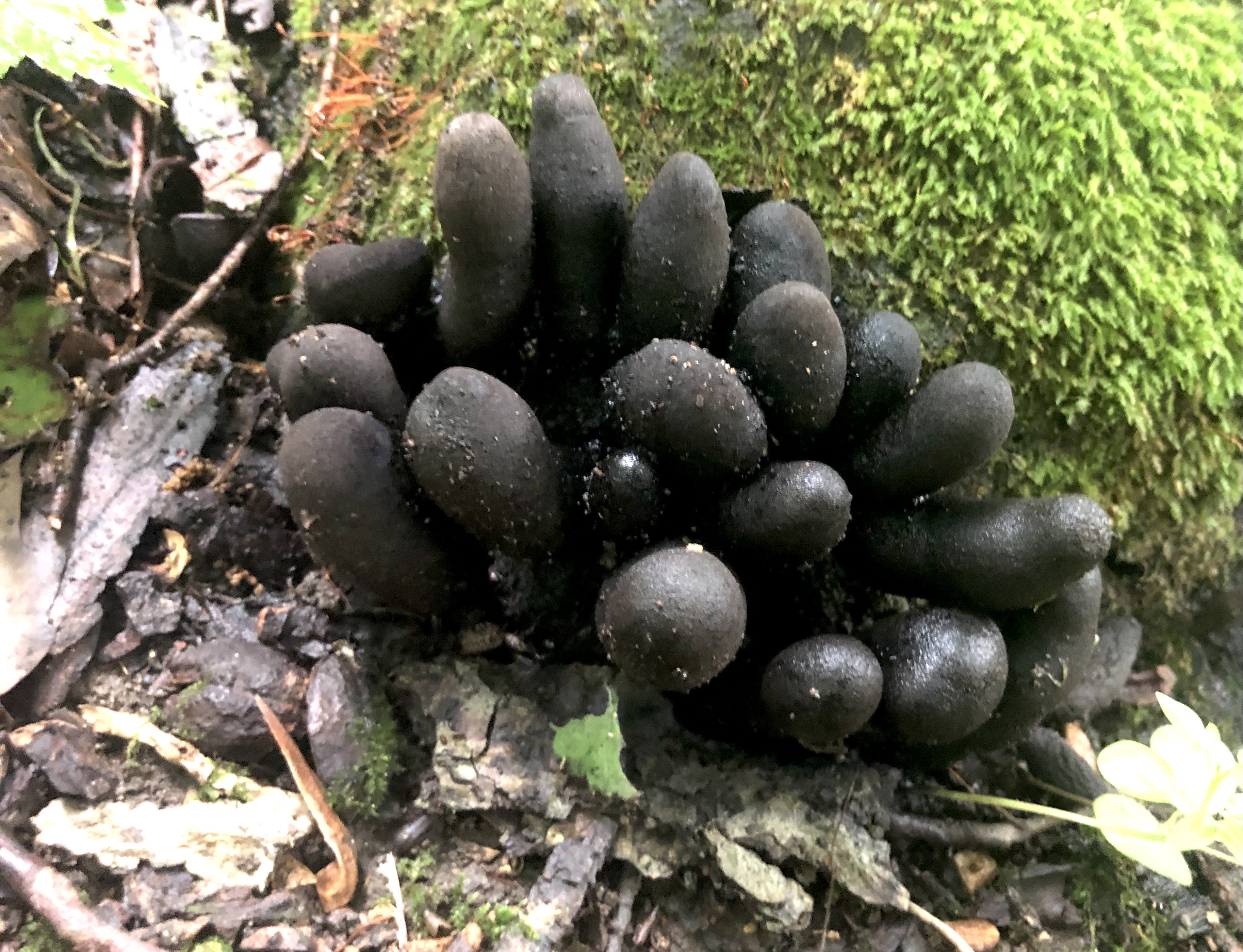 dark finger-like fungi that represent the mature body of the fungus