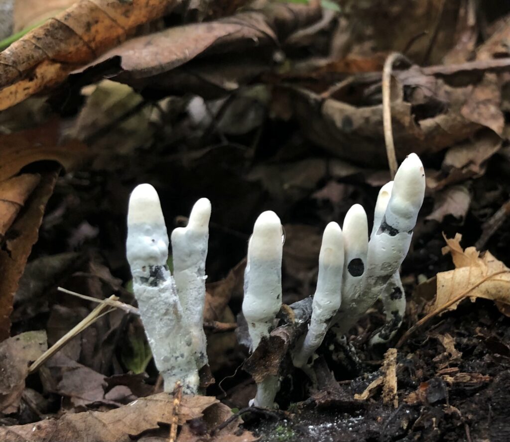 a light fungus like fingers that rises up under the leaves